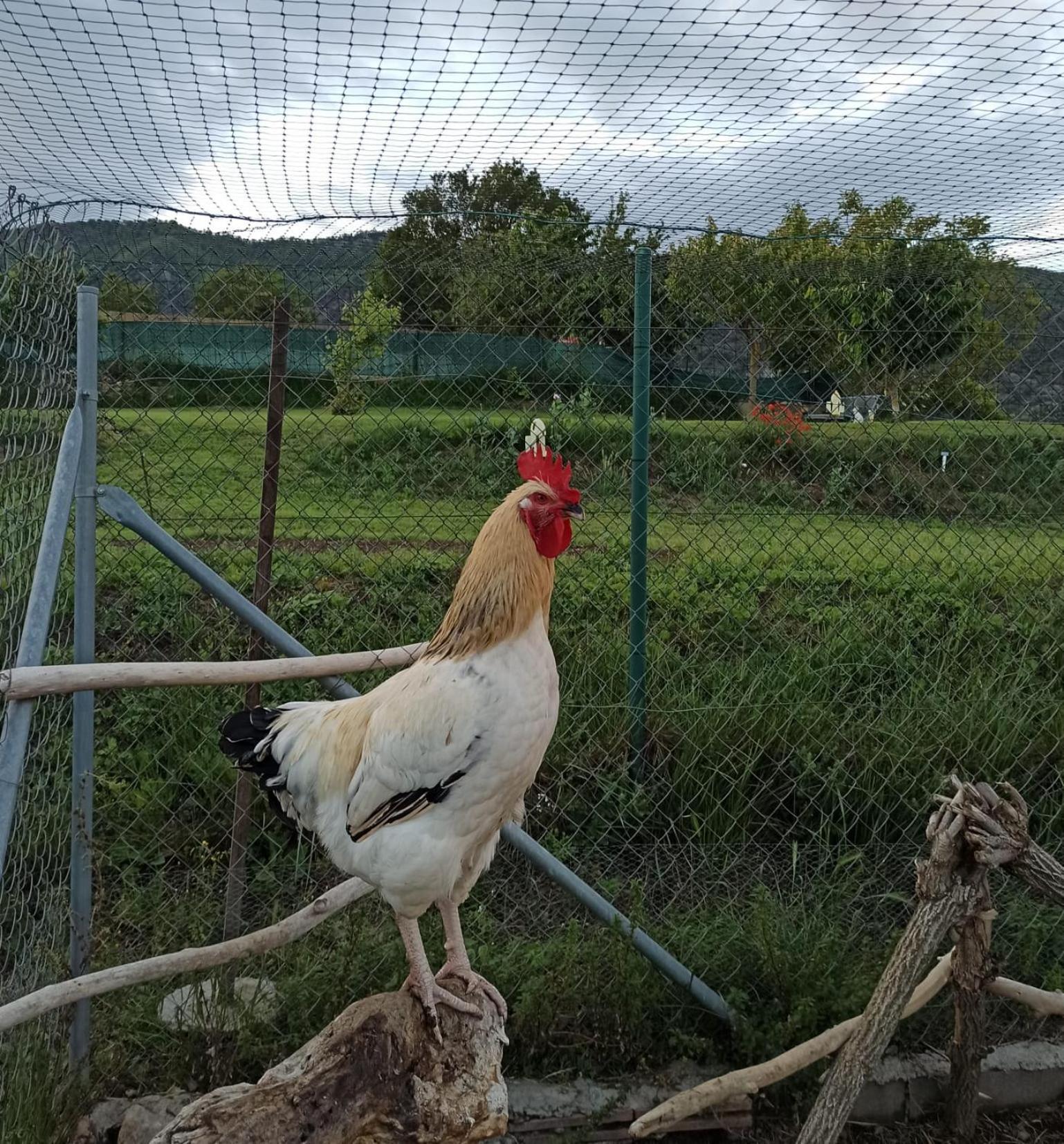 Alojamiento Compartido Cantroncxic San Pedro de Torelló エクステリア 写真